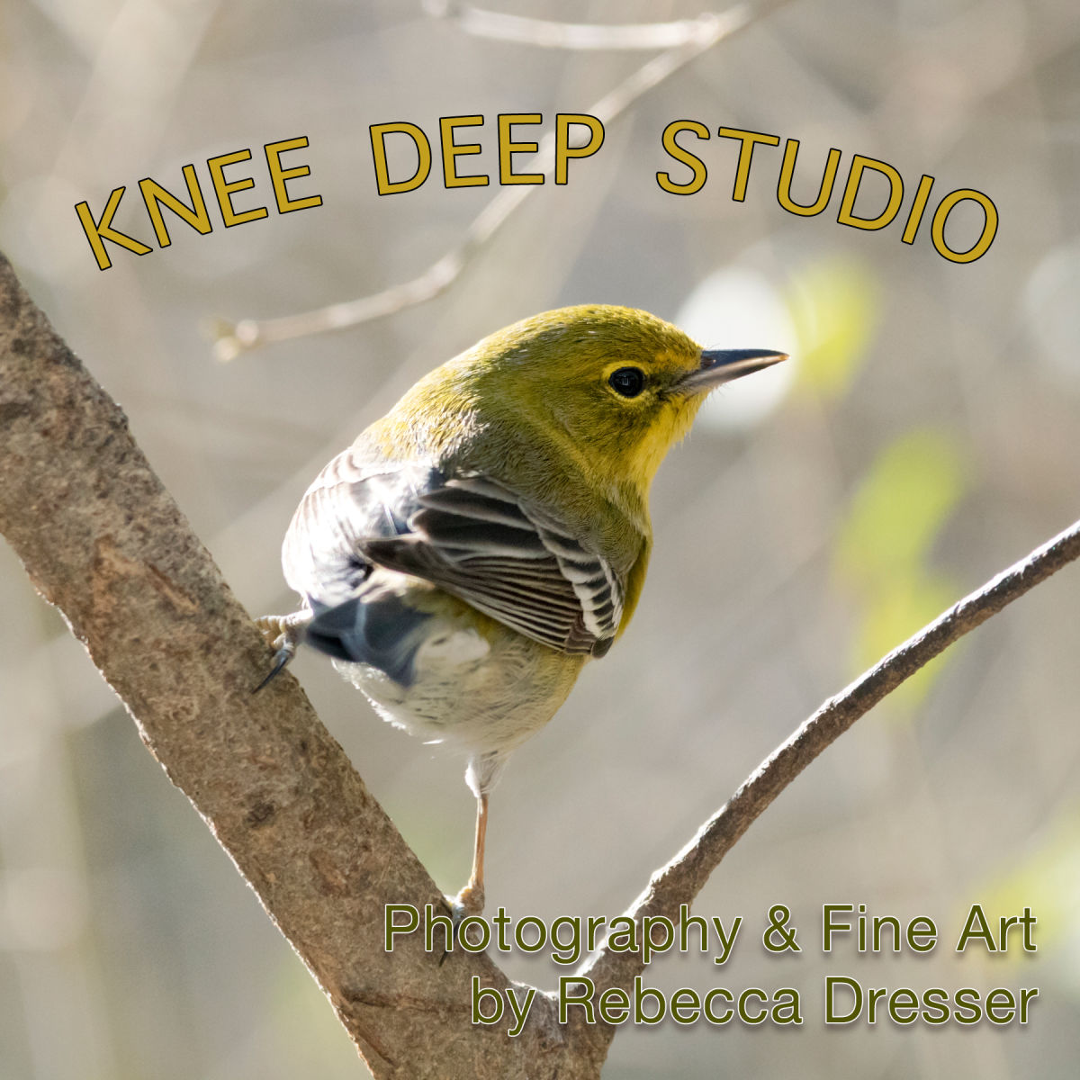 kneedeepstudio