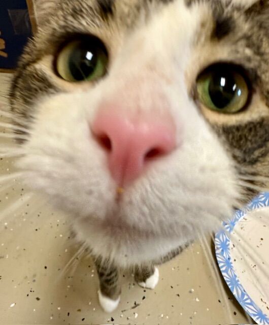 Roxies Place Cat Rescue