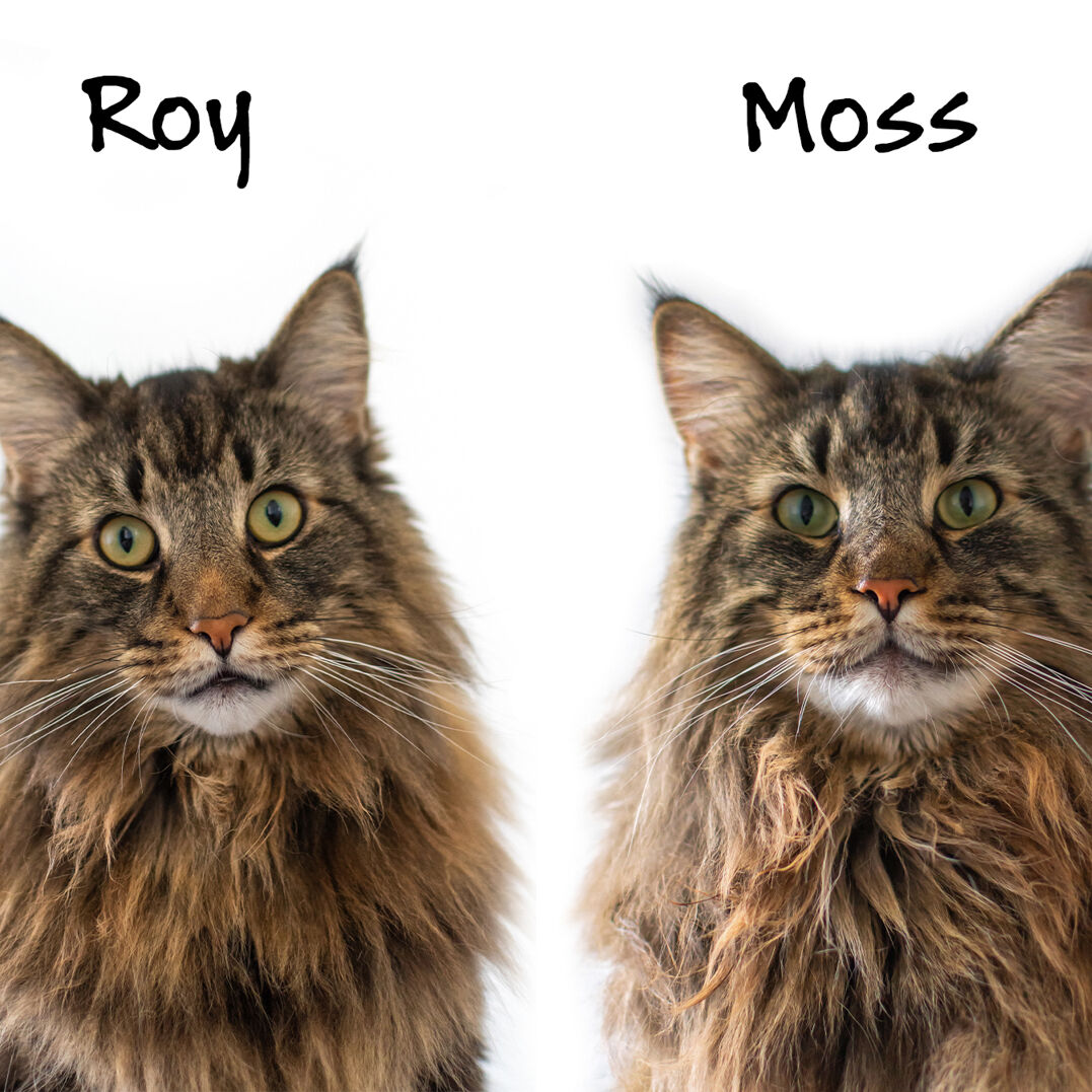 Roy and Moss