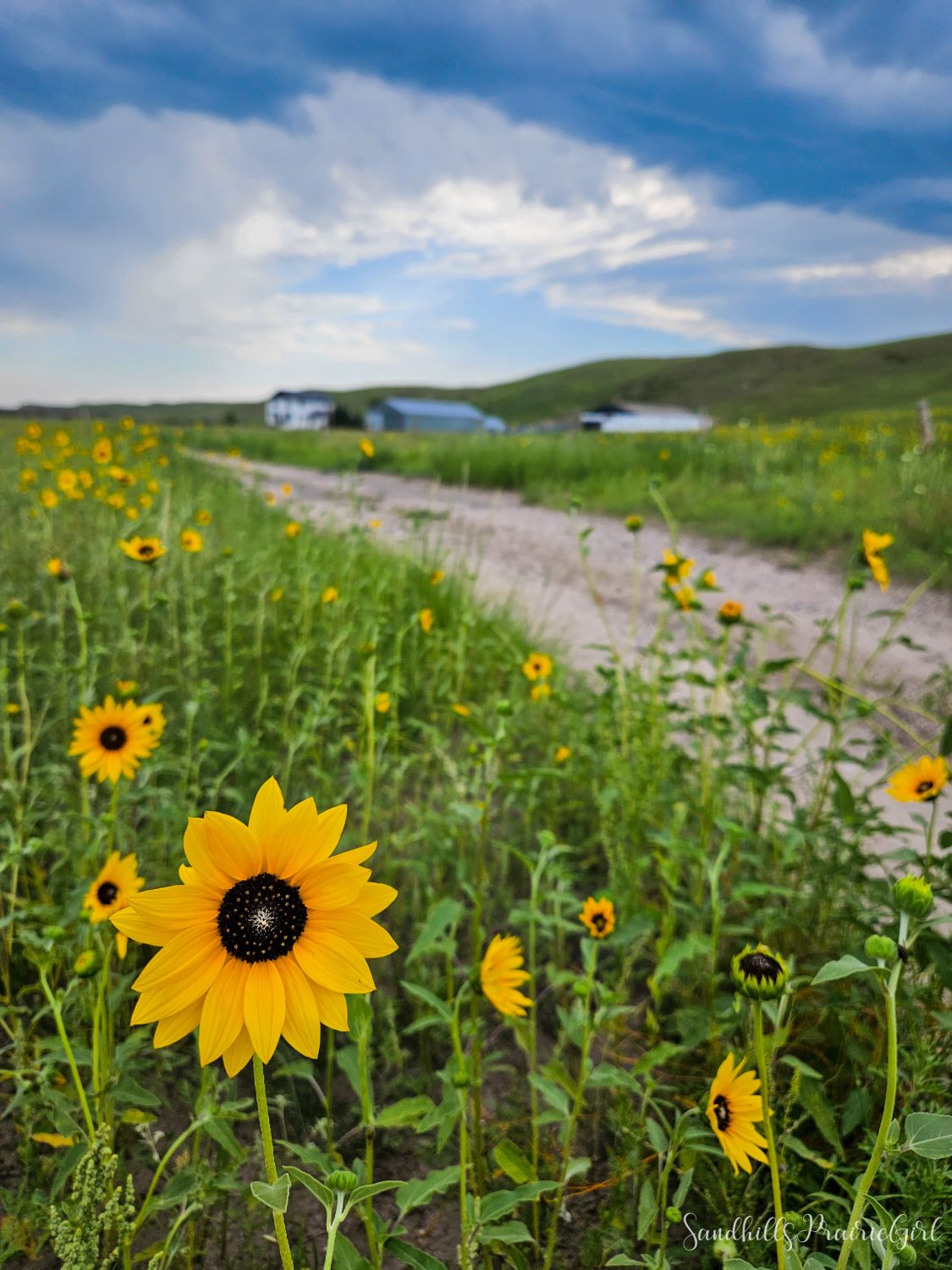 Sandhills Prairie Girl