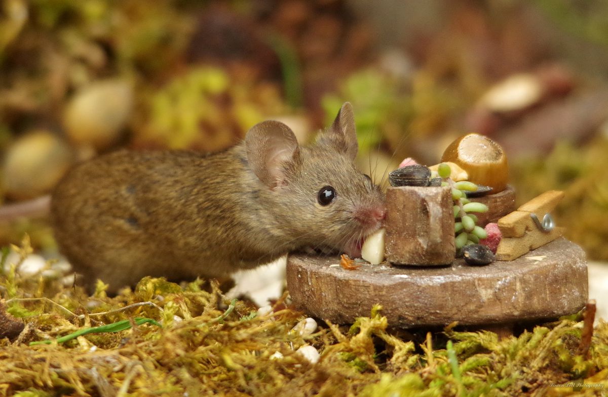 George The Mouse in a Log Pile House