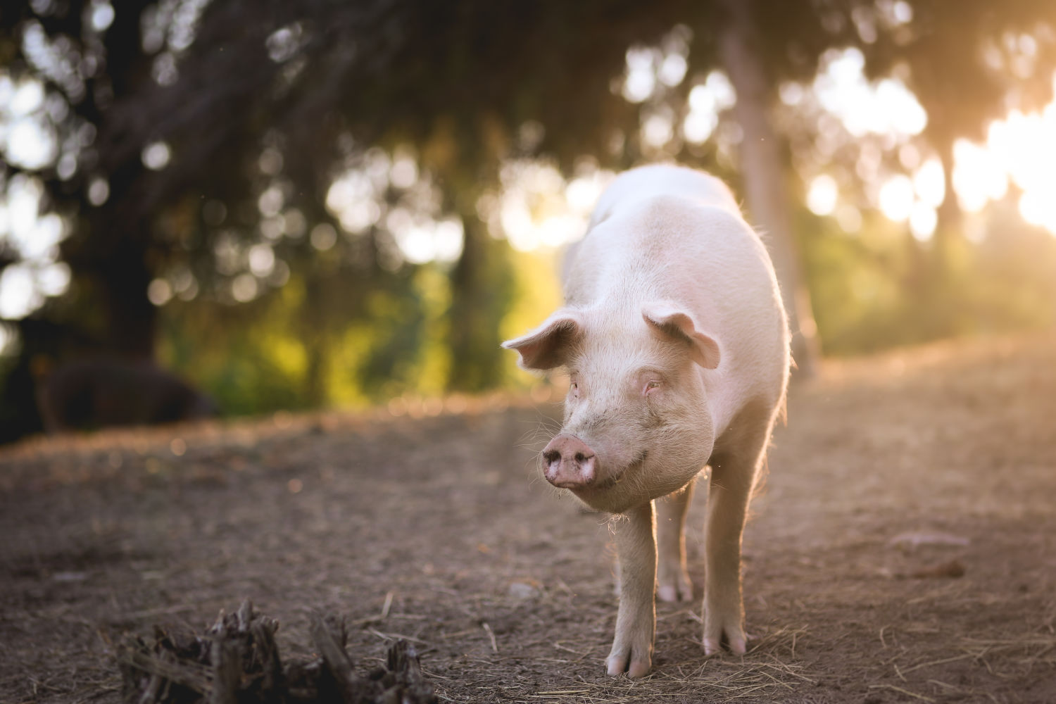 Sleepy Pig Farm Animal Sanctuary