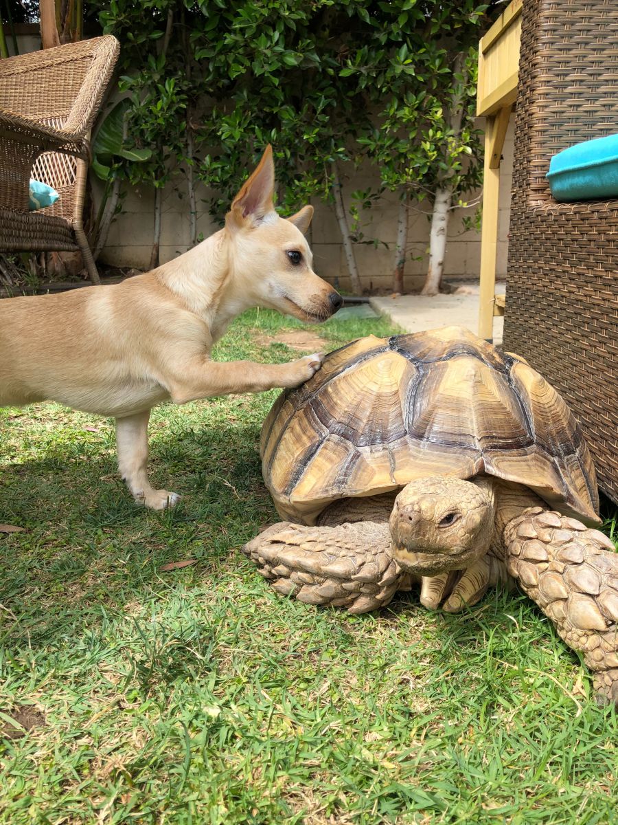 Tilly G The Tortoise