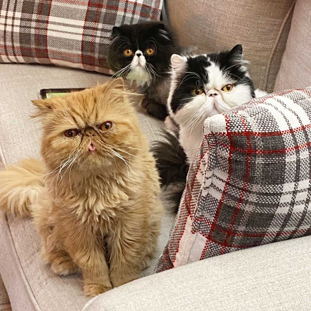 walterbishopthecat