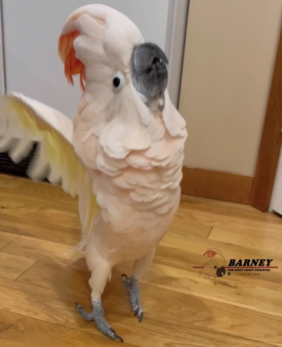 Barney the West Coast Cockatoo