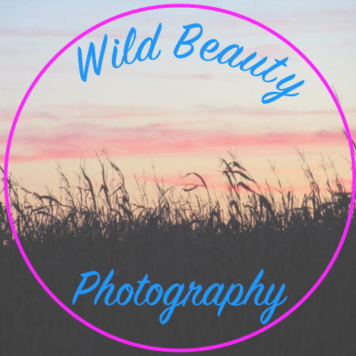 Wild Beauty Photography