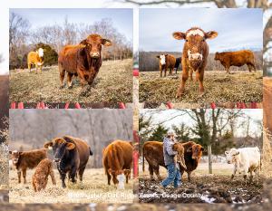 2023 Missouri Cattle Cowlander Calendar | Create Photo Calendars